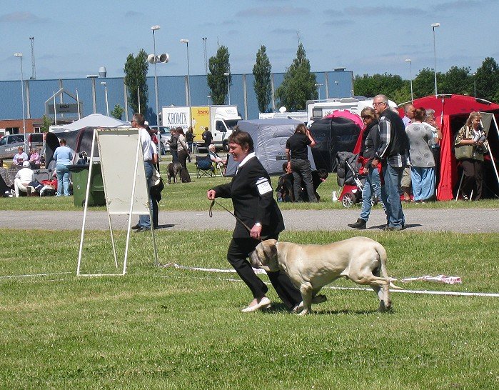 IMG_0801.jpg - Was mach ich bloss? Frauchen zieht immer so an der Leine... *schnauf*