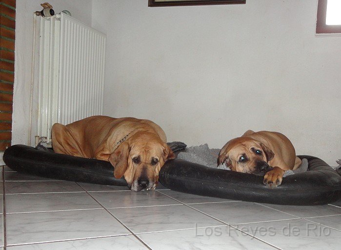 DSC00639.jpg - Wieso liegt Frauchen denn nu auf dem Fussboden? *grübel*