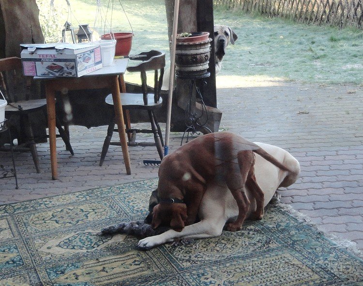DSC00306.jpg - ...aber bis dahin ärgere ich den Mastiff.....