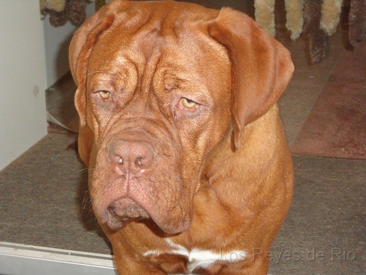 DSC00374.jpg - Vielleicht, wenn du gaaaanz lieb fragst und ein Lecker mit hast.