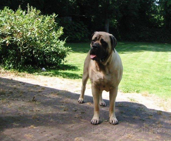 IMG_2858.jpg - .... nicht wirklich, oder? Ts ts... Kira lässt sich aber auch von Jedem antatschen......