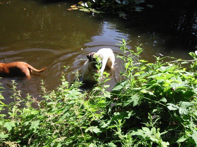 IMG_2868.jpg - So! Das ist viel besser als dieses Rumhocken auf der Terrasse und Besuch bespassen. Ist eines Mastiffs nicht würdig. Aber das Baden in meinem Teich.... :)