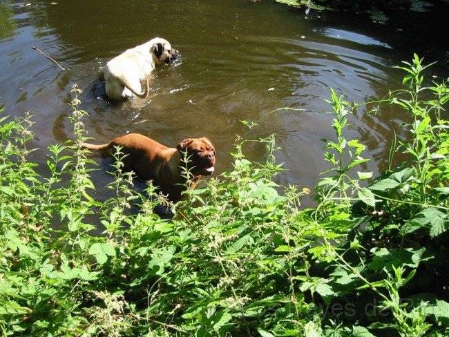 IMG_2869.jpg - Kommt Ihr nicht in den Teich?
