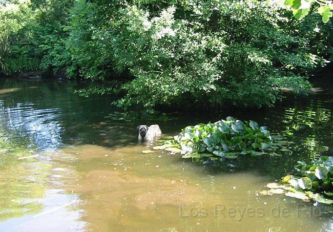 IMG_2870.jpg - Bleibt bloss draussen. Teich ist nur für Vierbeiner....
