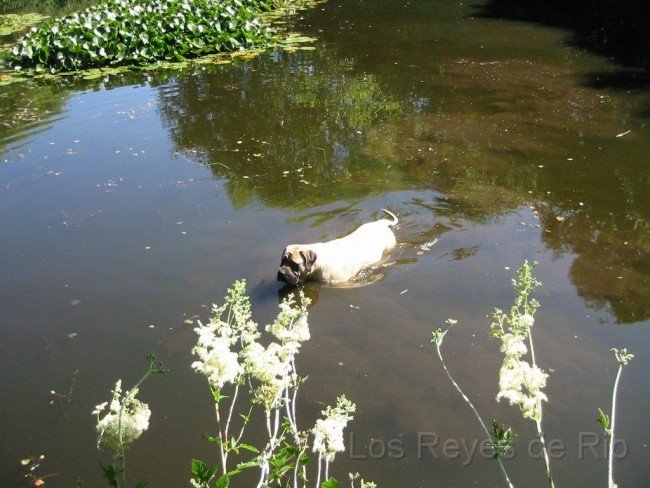 IMG_2873.jpg - Na bitte... geht doch.... mein Teich!!!