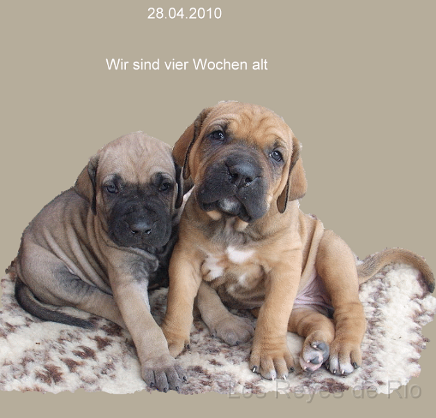 vierwochen.gif