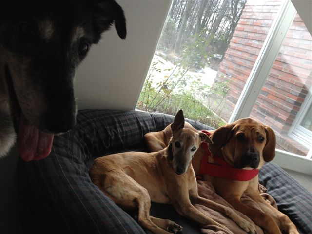 IMG_1058.jpg - Man gut, die graue Fellnase will hier nicht auch noch mit ins Hundebett.