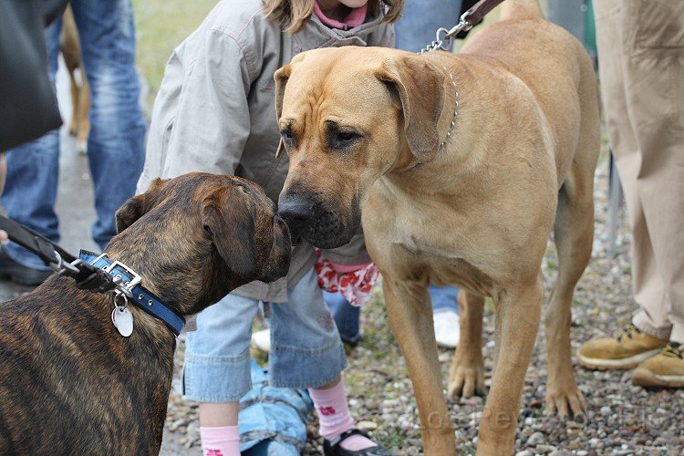 IMG_0938.jpg - Kleines Boxerchen, sei ja brav... du ziehst den Kürzeren...