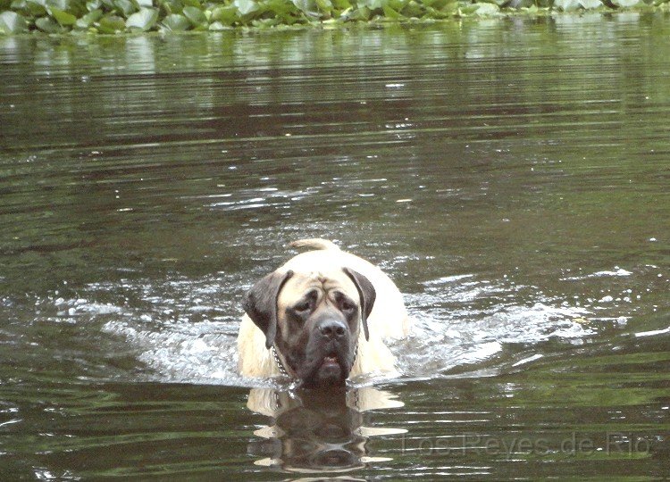 DSC00442.jpg - Ich liebe diesen Teich.......