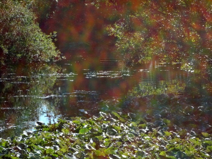 DSC00893.JPG - Herbstliche Idylle am Teich