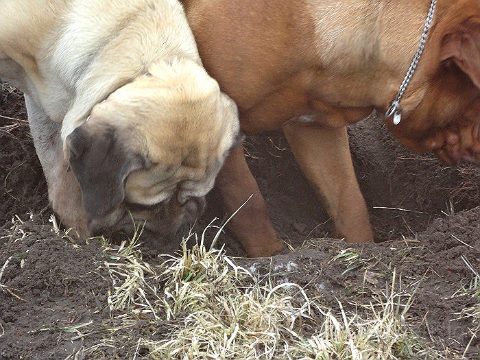 DSC00648.jpg - Und jetzt hau ich ab... Odina ist beschäftigt...... :)
