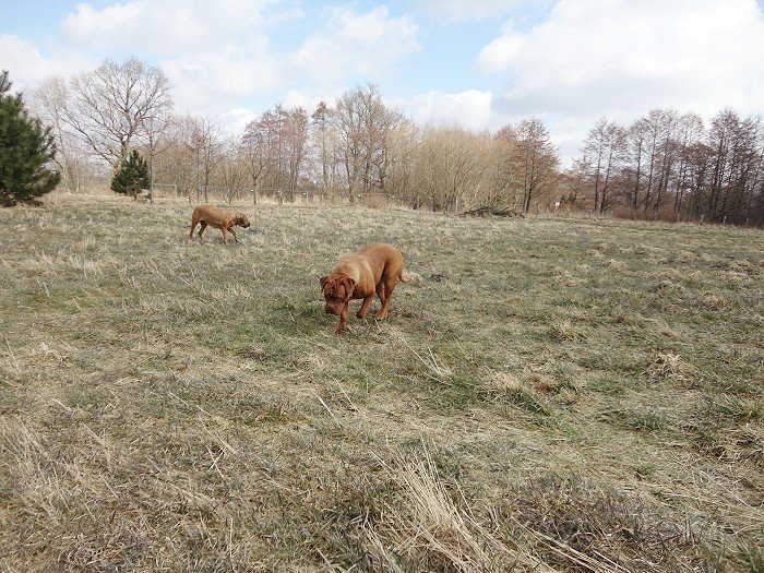 DSC00665.jpg - Also wir schnüffeln jetzt mal das Grundstück ab. Wenn.... müssen wir hier Spuren finden..... Kira und ich finden bestimmt was....