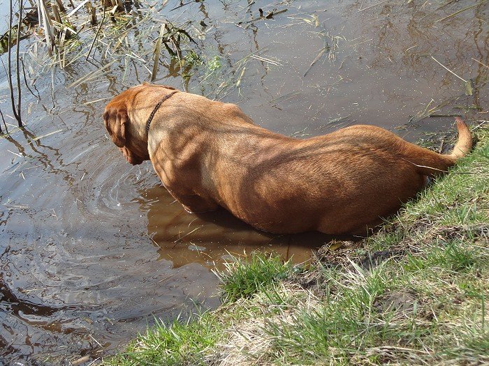 DSC00685.jpg - Keine Frösche? Pah... zweiter Fehler....