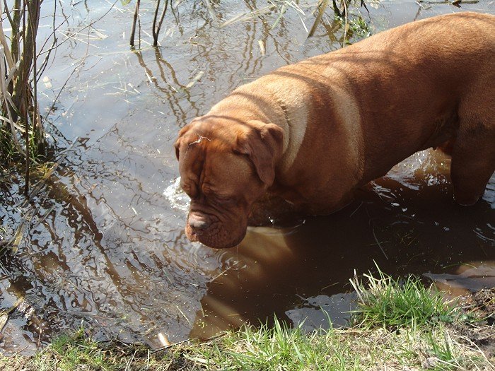 DSC00686.jpg - Keine Spielstöcke im Teich? Fehler.... der erste...