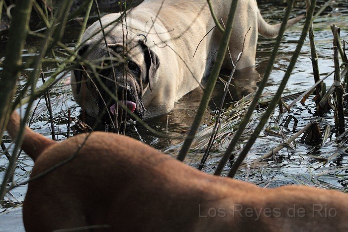 _MG_9485.jpg - Und warum sollen wir im kleinen Teich baden?